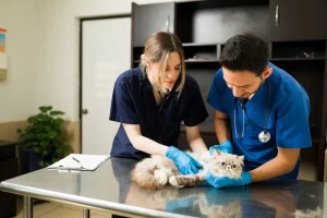 Ancient wisdom in modern pet healthcare