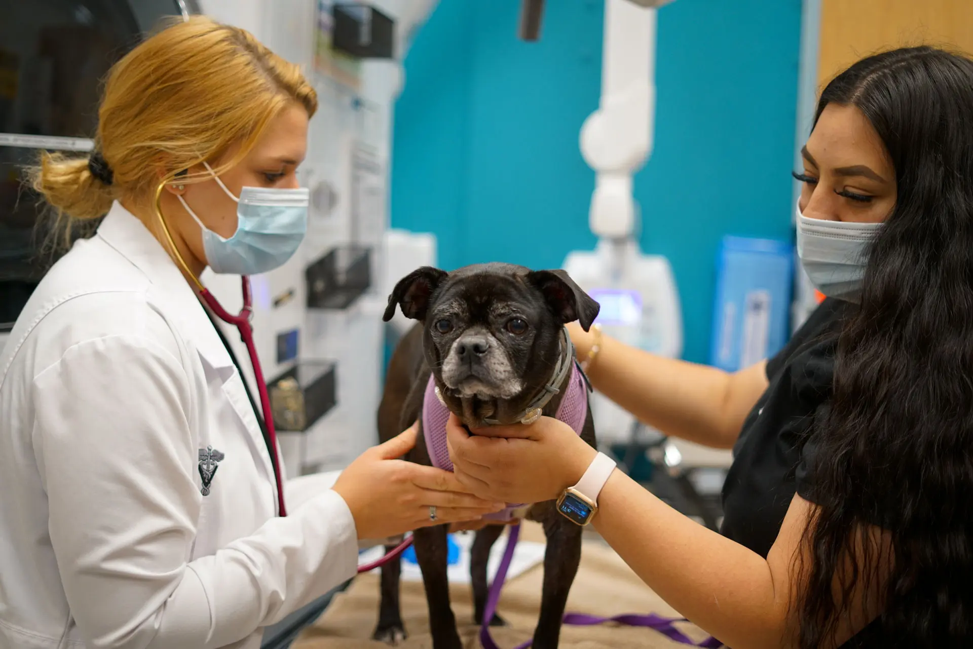 Healing With Tradition the Advantages of Ancient Wisdom in Modern Pet Healthcare