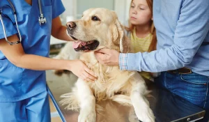 Using Smart Tech to Reduce Pet Medication Stress
