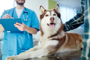 how to reduce pet medication stress